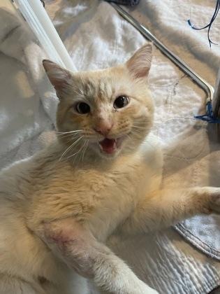 Enlarge Sea, a ADOPTABLE Domestic Short Hair in Missoula, MT image 3/3