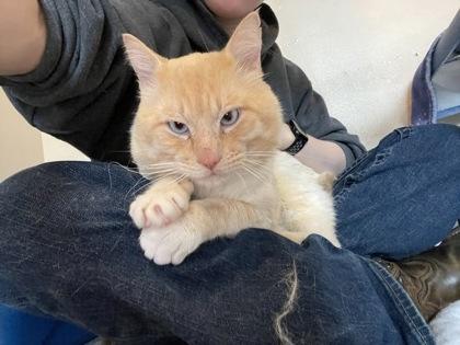 Enlarge Sea, a ADOPTABLE Domestic Short Hair in Missoula, MT image 1/3