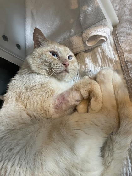 Enlarge Sea, a ADOPTABLE Domestic Short Hair in Missoula, MT image 2/3