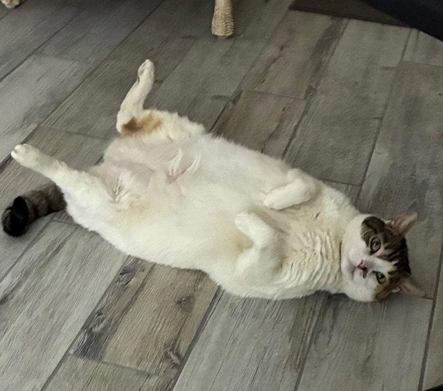 Shelley, Adoptable, Adult Female Calico.