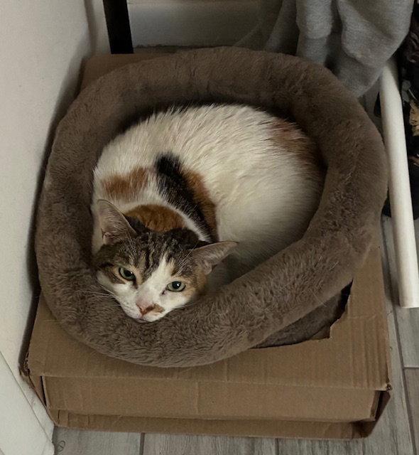 Enlarge Shelley, a Adoptable Calico in Boynton Beach, FL image 2/3