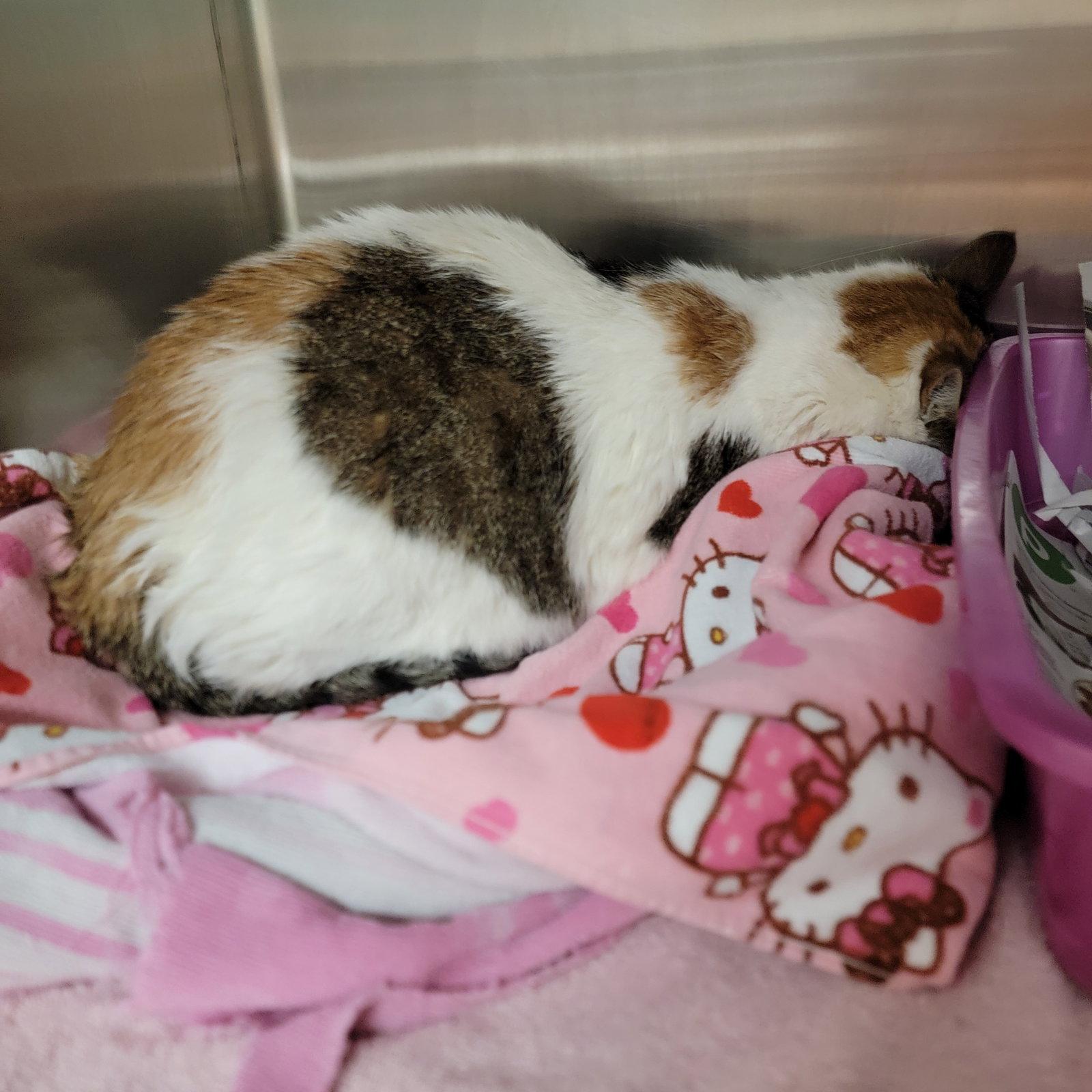 Enlarge Shelley, a Adoptable Calico in Boynton Beach, FL image 3/3