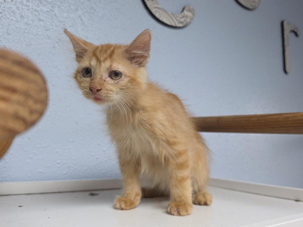 Marvin, Adoptable, Kitten Male Domestic Short Hair.