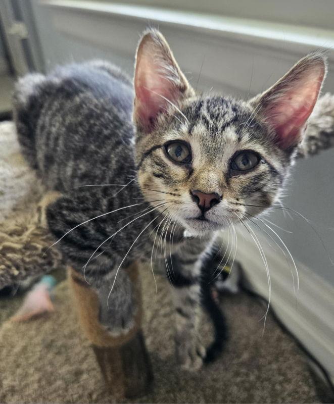 Enlarge Picola, a Adoptable Domestic Short Hair in Antioch, IL image 1/3