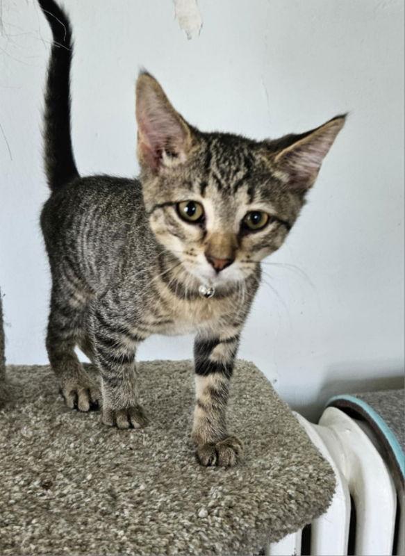 Enlarge Picola, a Adoptable Domestic Short Hair in Antioch, IL image 2/3