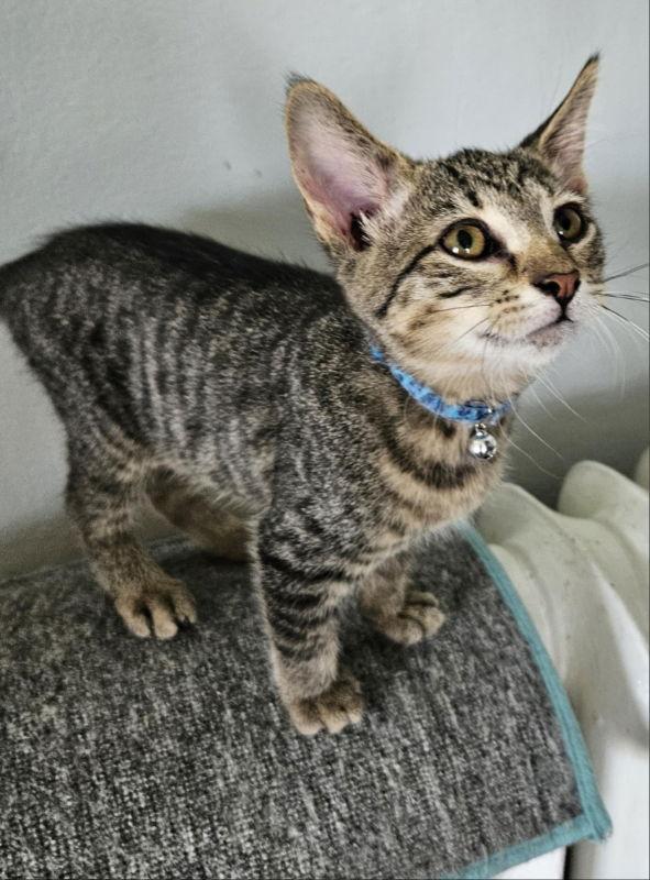 Enlarge Picola, a Adoptable Domestic Short Hair in Antioch, IL image 3/3