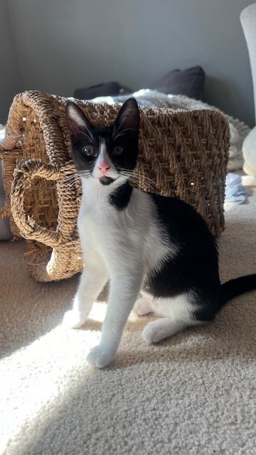 Enlarge Jellybean, a Adoptable Domestic Short Hair in BURNABY, BC image 1/1