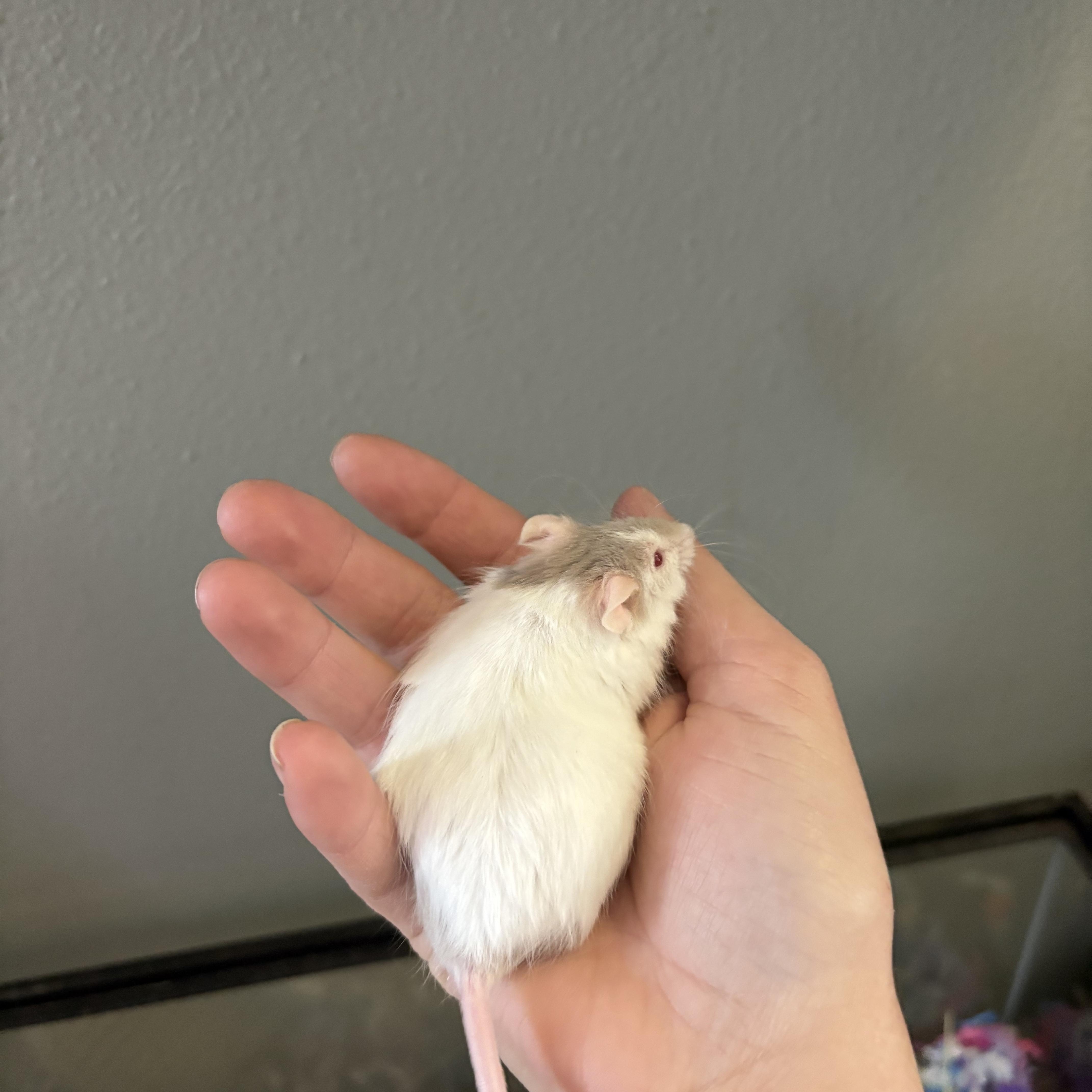 Enlarge Baguette, a ADOPTABLE Mouse in Eugene, OR image 2/5