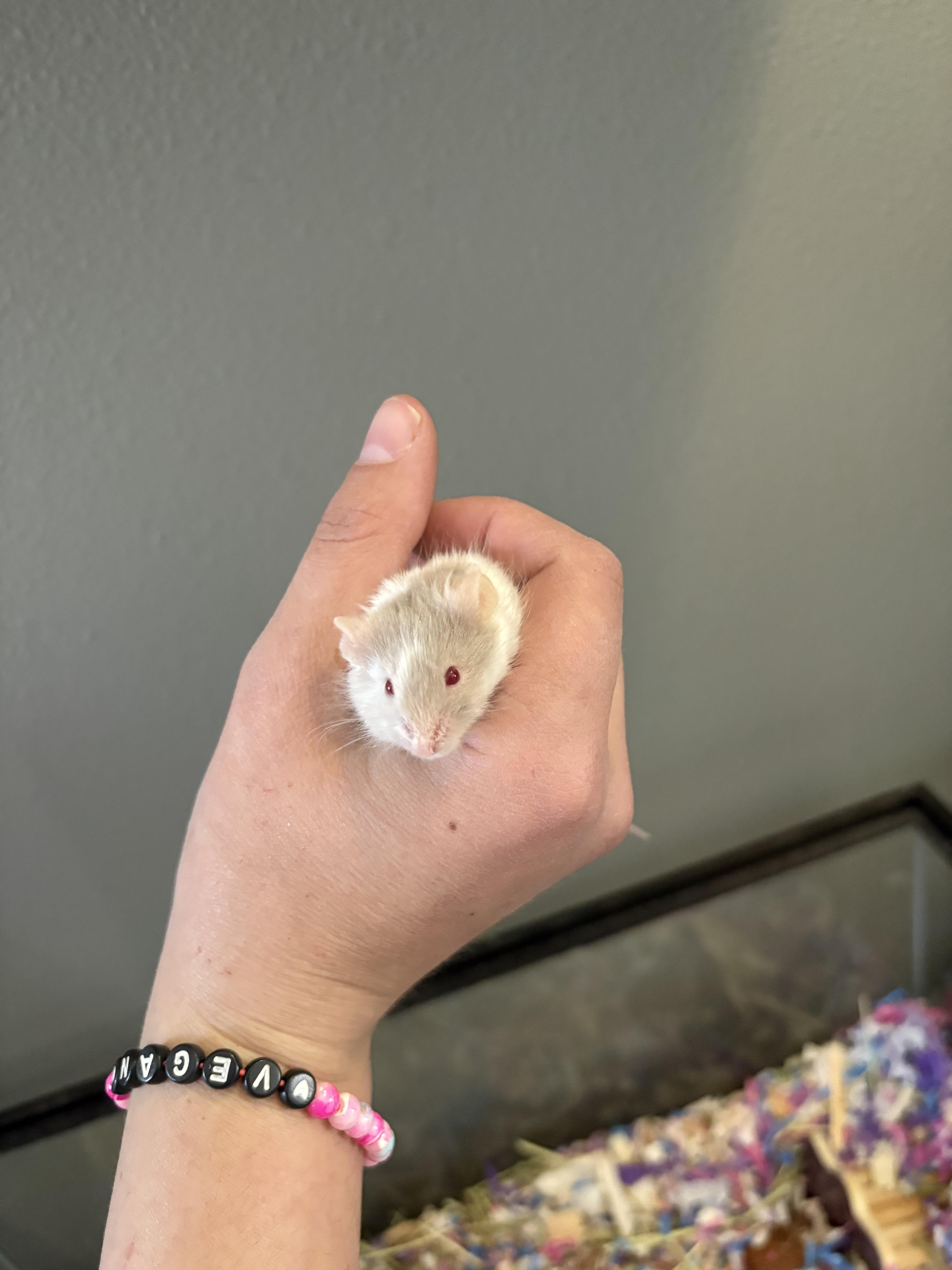 Enlarge Baguette, a ADOPTABLE Mouse in Eugene, OR image 5/5