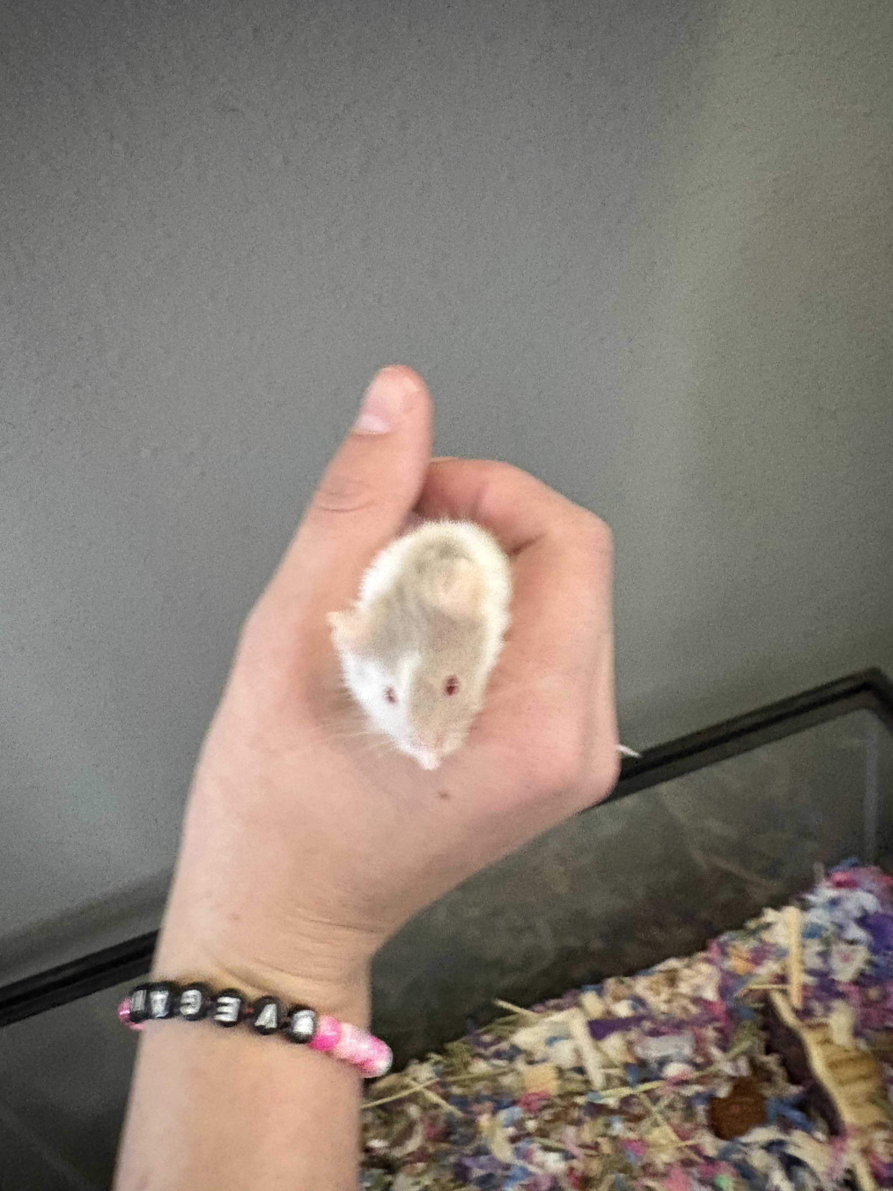Enlarge Baguette, a ADOPTABLE Mouse in Eugene, OR image 3/5