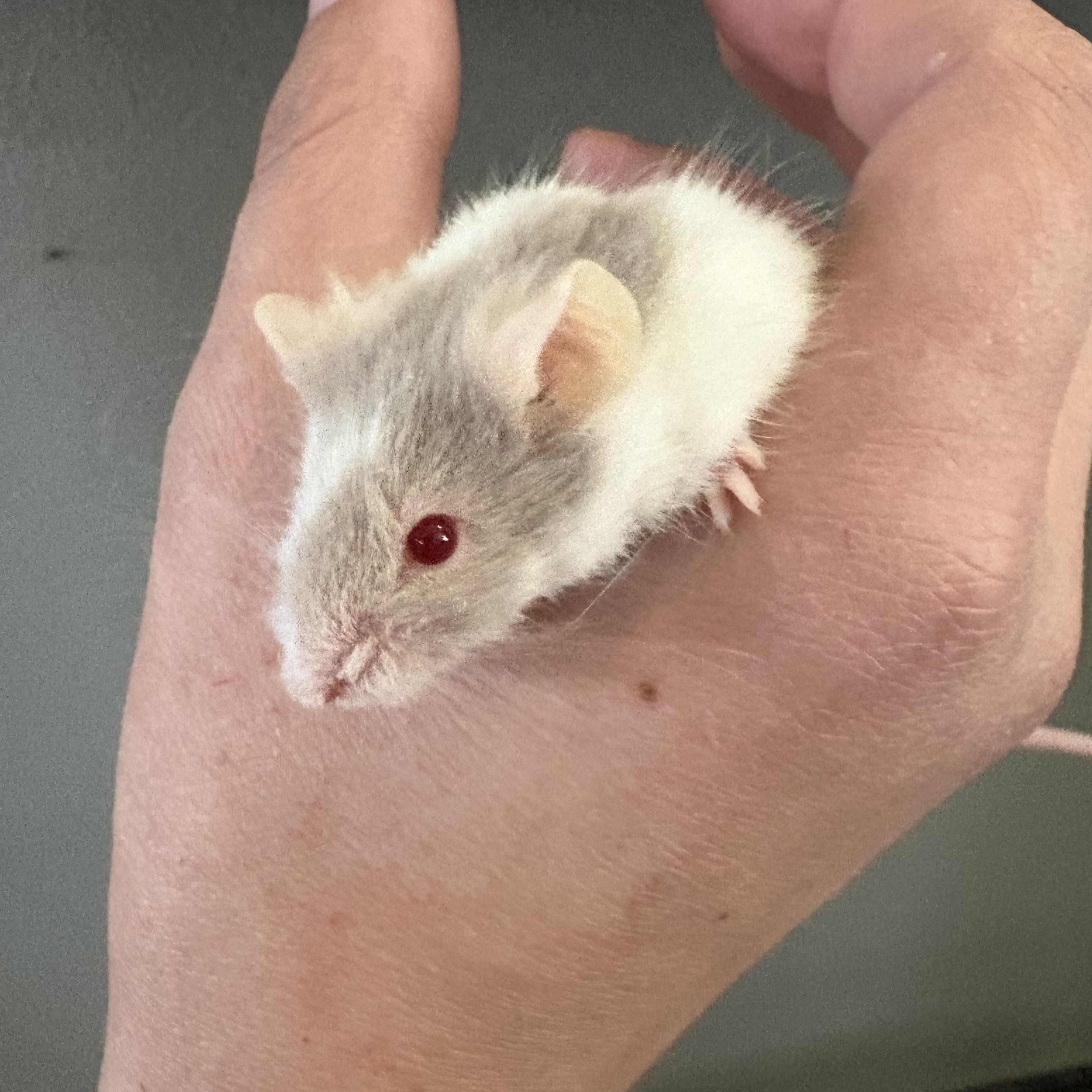Enlarge Baguette, a ADOPTABLE Mouse in Eugene, OR image 1/5