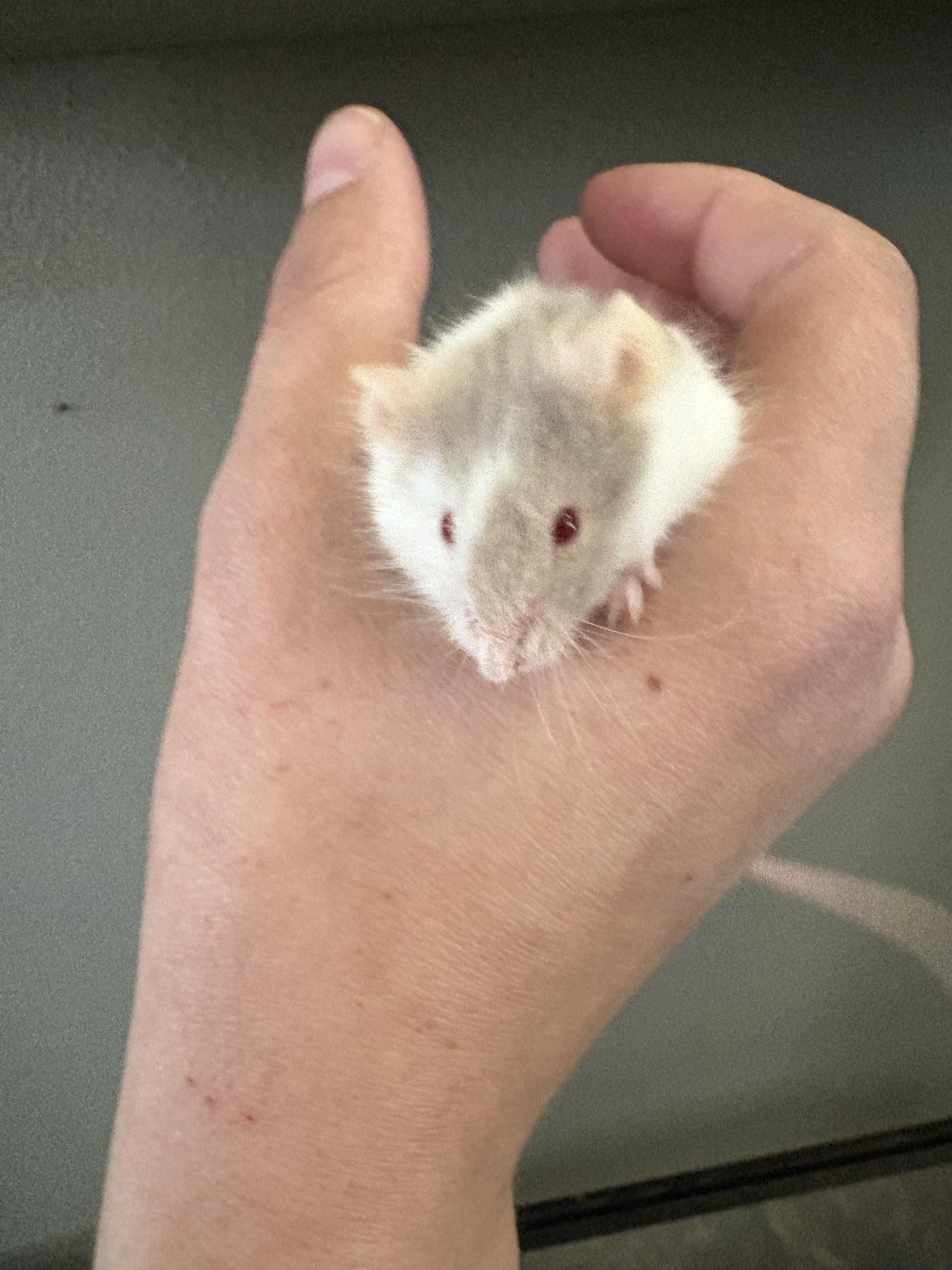 Enlarge Baguette, a ADOPTABLE Mouse in Eugene, OR image 4/5