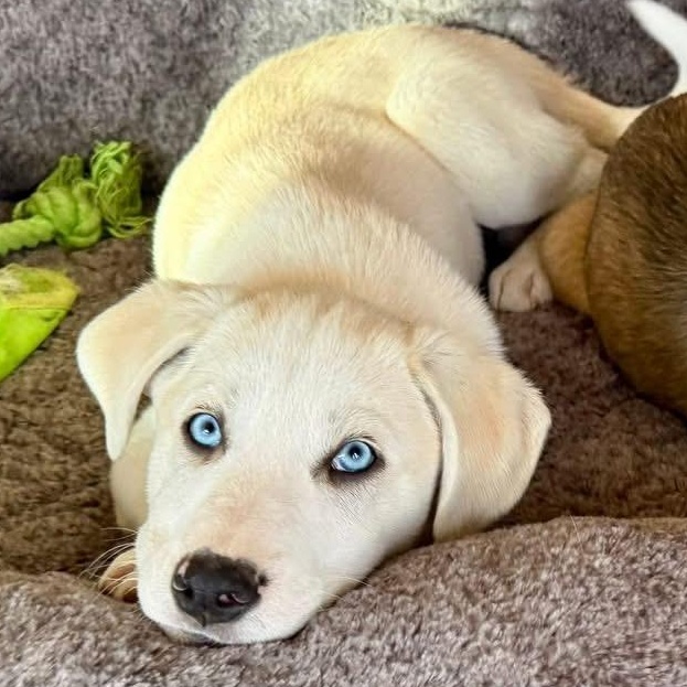 Gator, adopted, Young Male Siberian Husky.