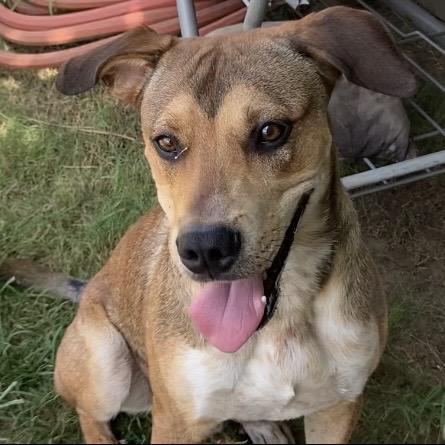 Enlarge Teegan, a Adoptable Mixed Breed in Sand Springs, OK image 1/6