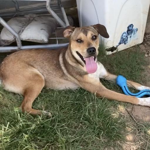 Enlarge Teegan, a Adoptable Mixed Breed in Sand Springs, OK image 3/6