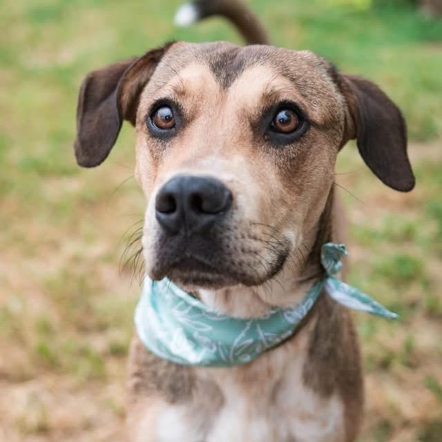 Enlarge Teegan, a Adoptable Mixed Breed in Sand Springs, OK image 4/6
