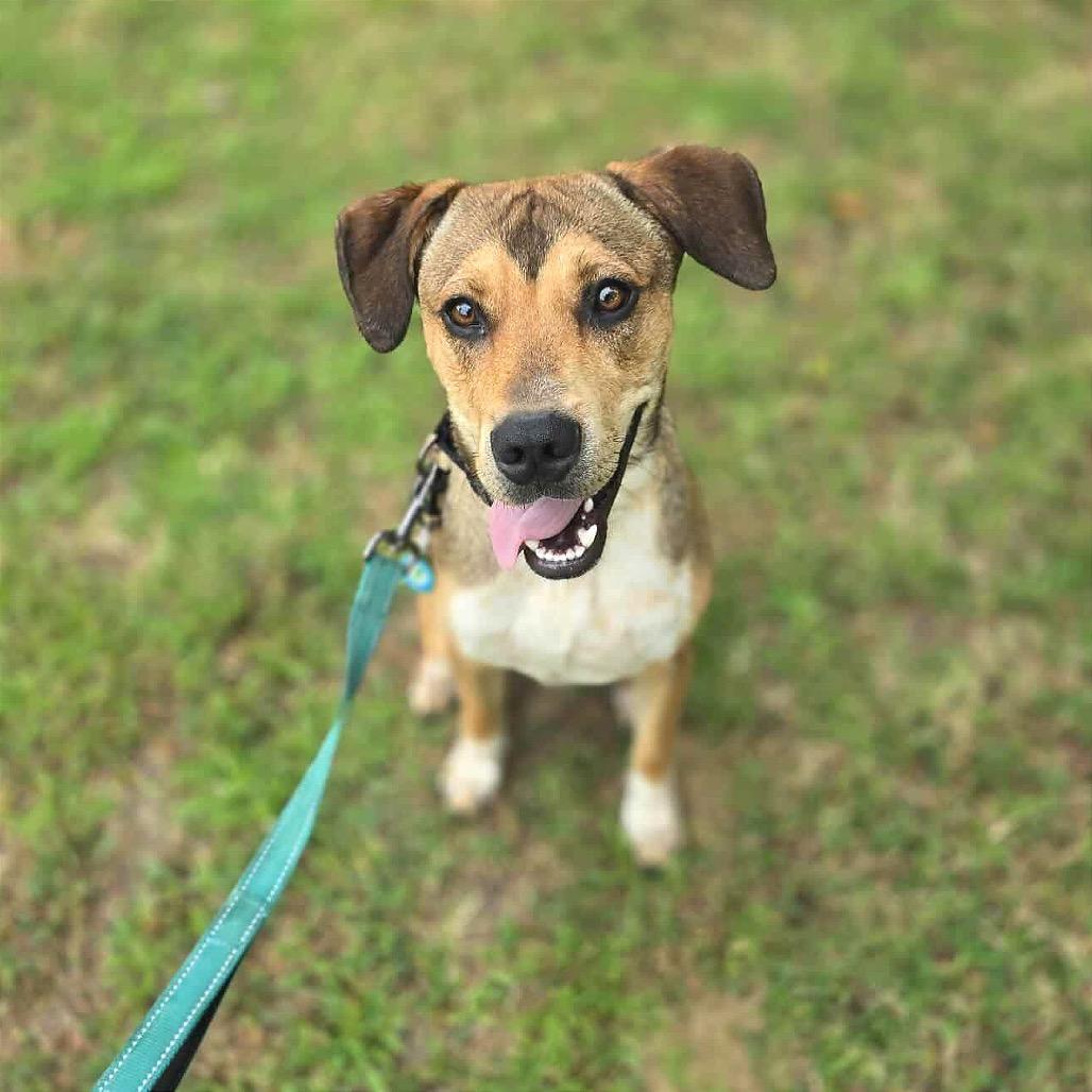 Enlarge Teegan, a Adoptable Mixed Breed in Sand Springs, OK image 5/6