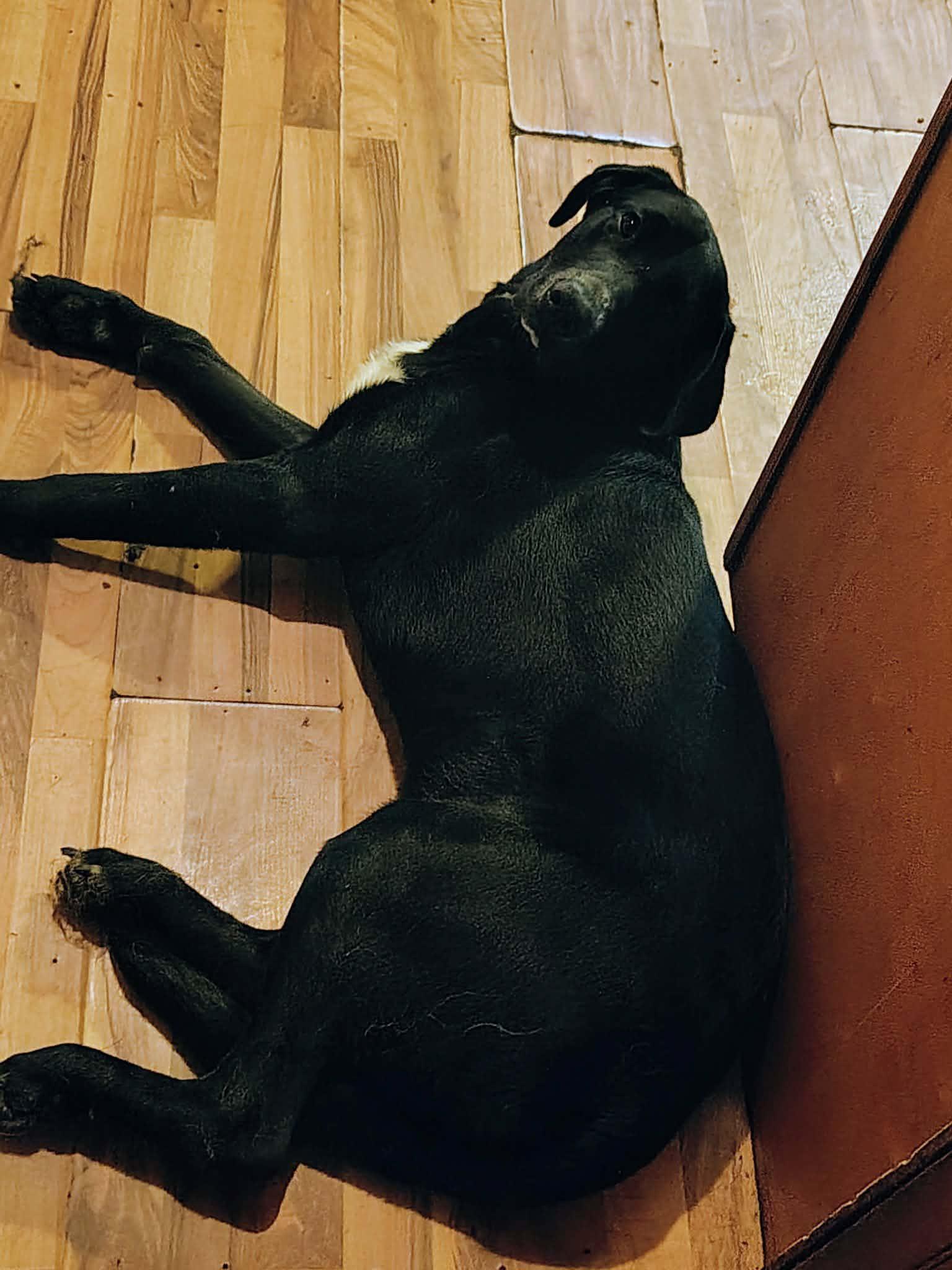 Enlarge Target , a Adoptable mixed breed in Charleston , WV image 2/5