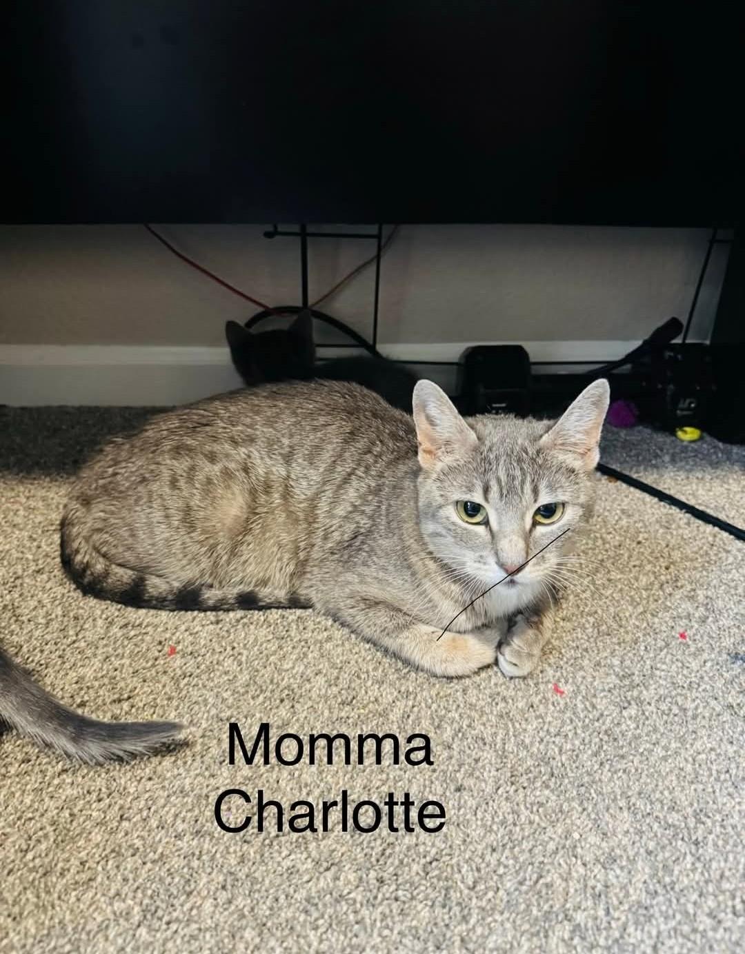 Charlotte, a ADOPTABLE Domestic Short Hair in Reno, NV image 1/3