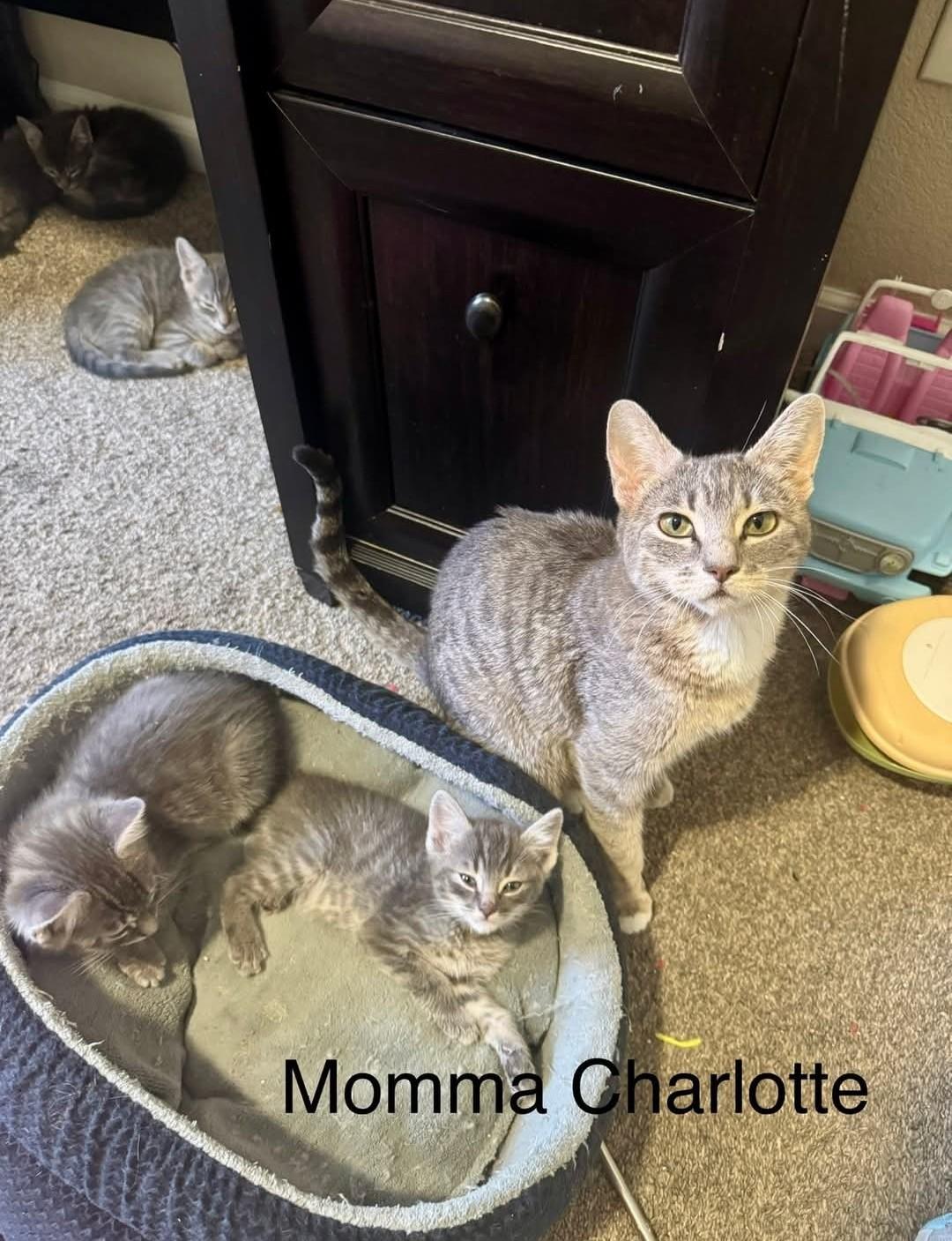 Charlotte, a ADOPTABLE Domestic Short Hair in Reno, NV image 2/3