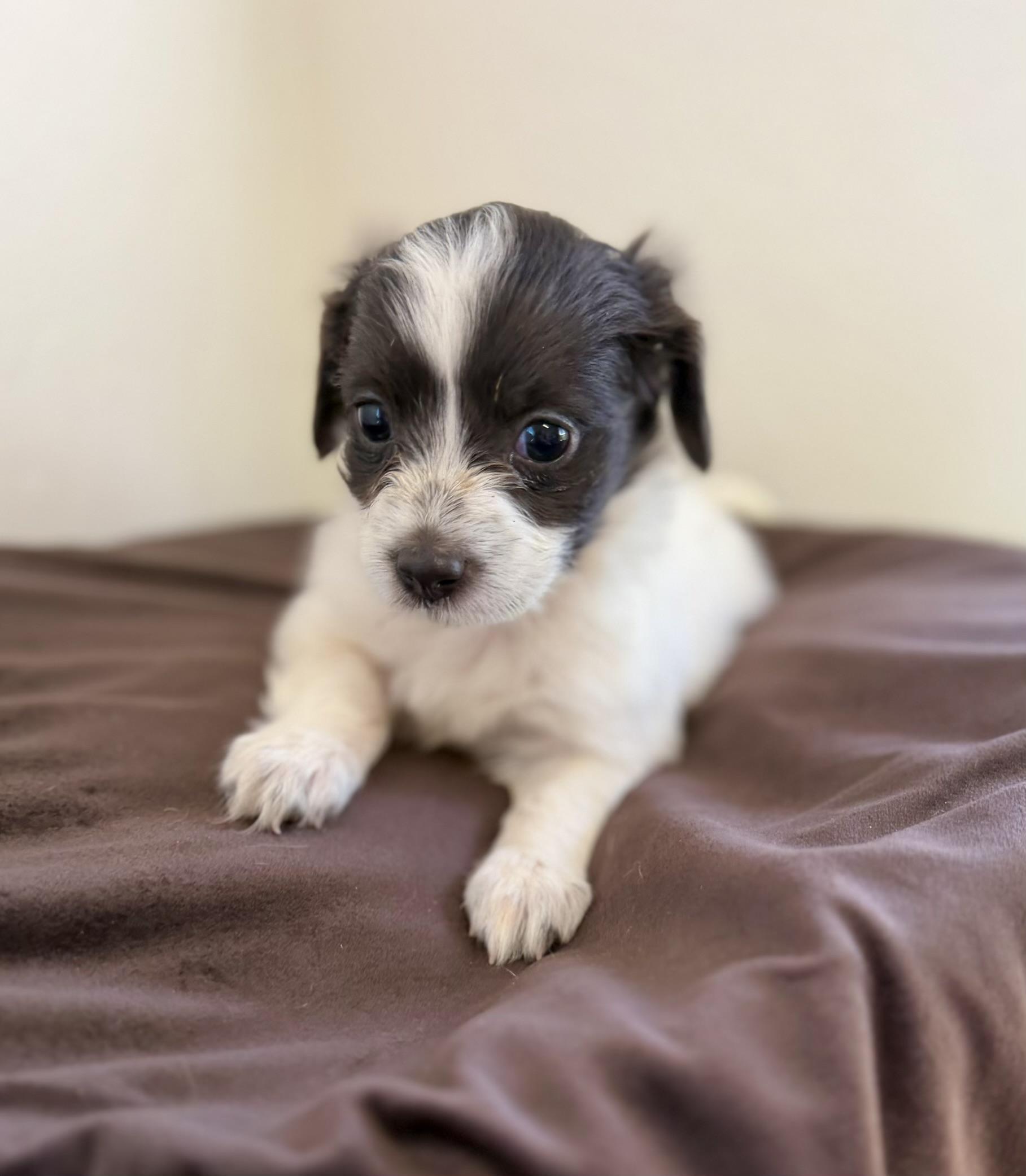 Ottis, an adopted mixed breed in Sonora, CA image 3/3