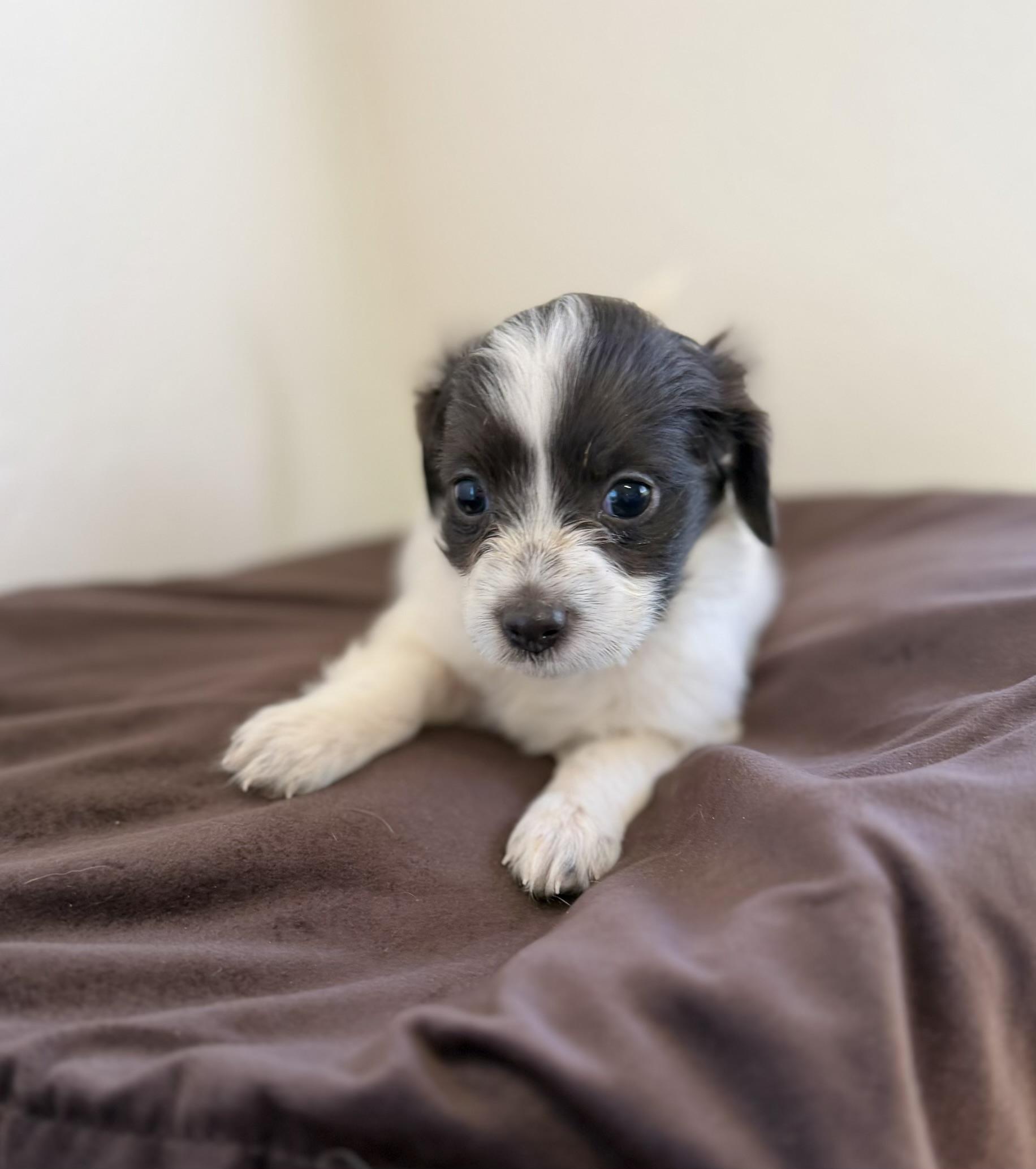 Ottis, an adopted mixed breed in Sonora, CA image 2/3