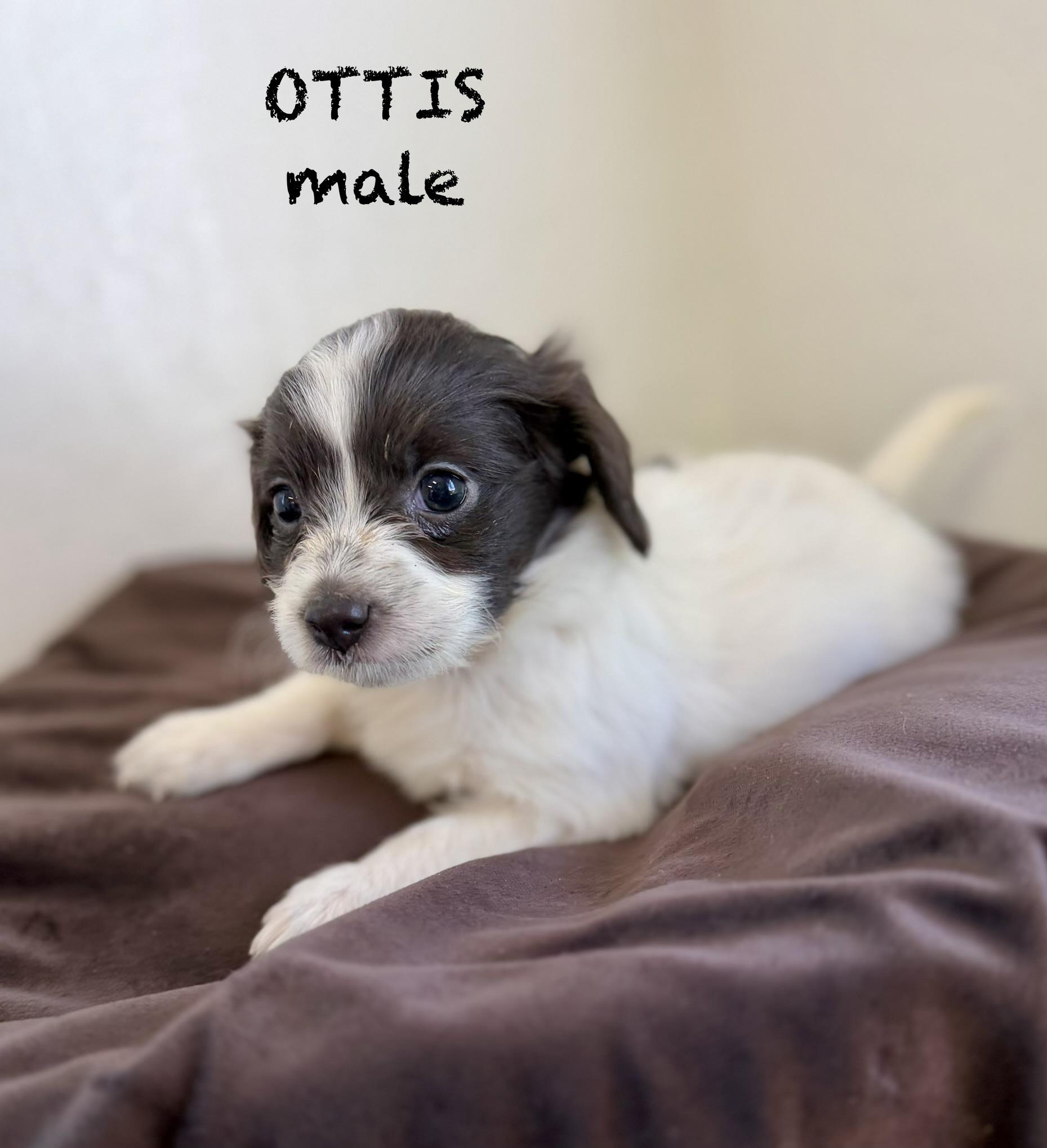 Ottis, adopted, Puppy Male Terrier.