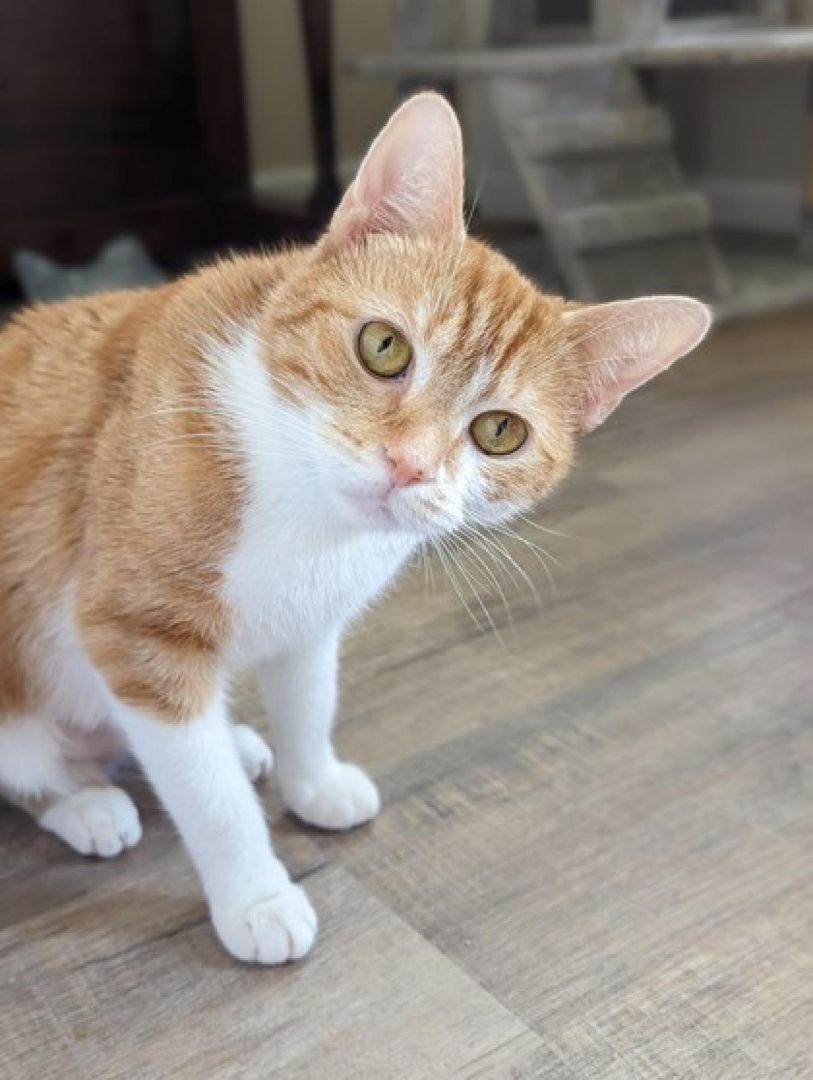 Enlarge Nola, a Adopted Domestic Short Hair in Richmond, VA image 1/3