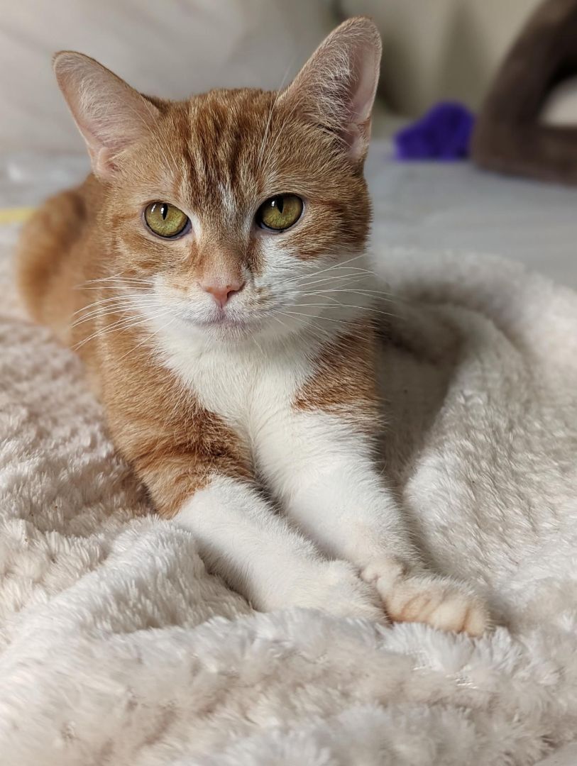 Enlarge Nola, a Adopted Domestic Short Hair in Richmond, VA image 2/3