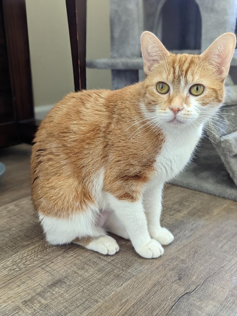 Enlarge Nola, a Adopted Domestic Short Hair in Richmond, VA image 3/3