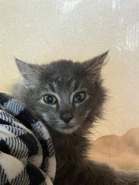 EMORY, Adoptable, Kitten Male Domestic Medium Hair.