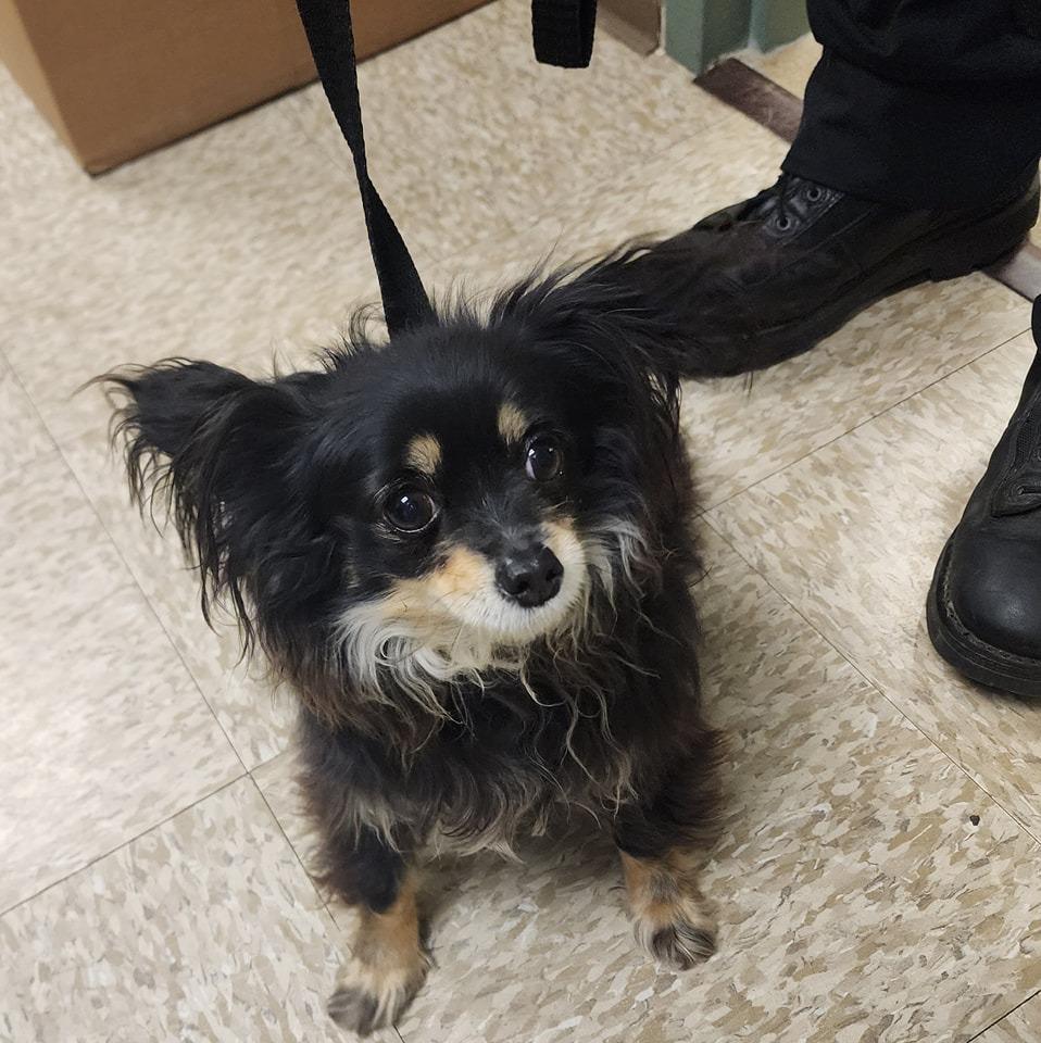 AMELIA, Adoptable, Adult Female Chihuahua.