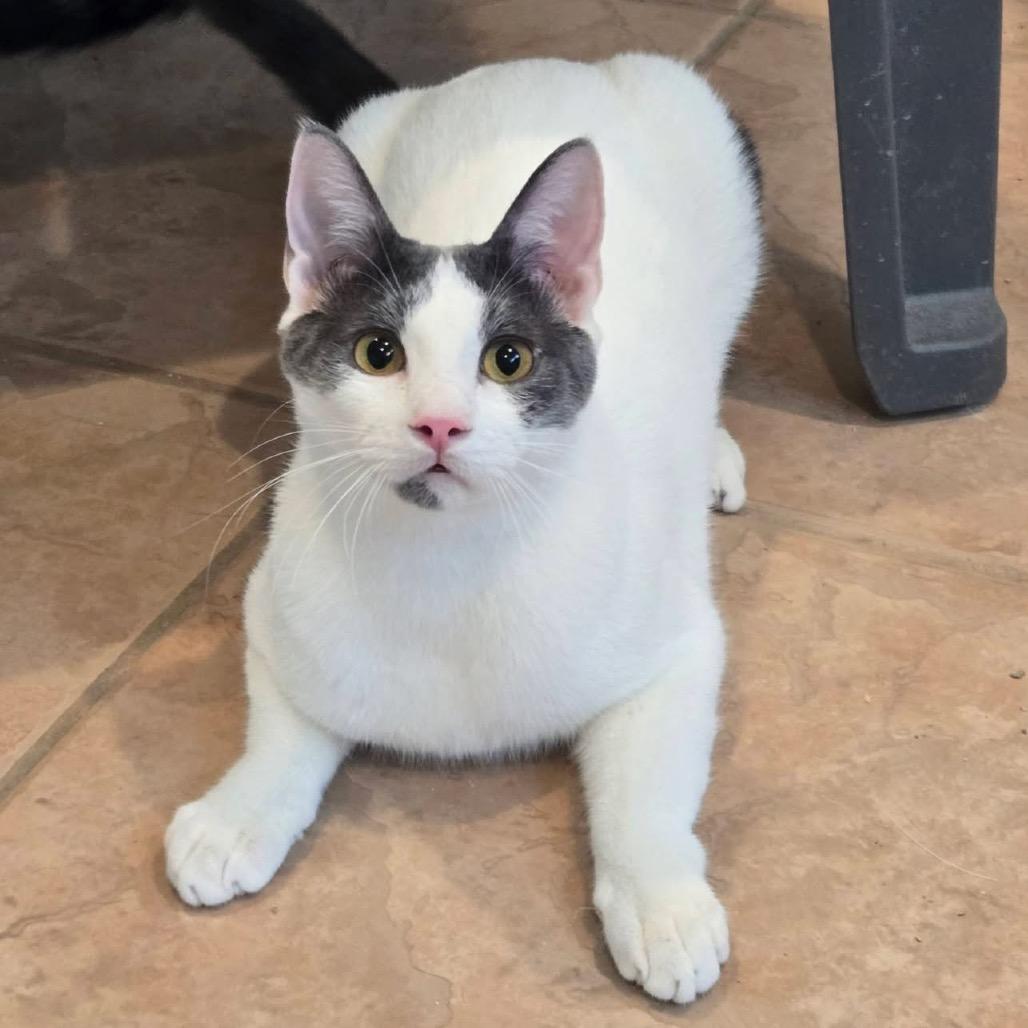 Bates, a Adoptable Domestic Short Hair in Leander, TX image 2/5