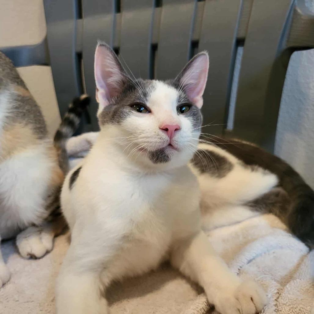 Bates, a Adoptable Domestic Short Hair in Leander, TX image 3/5