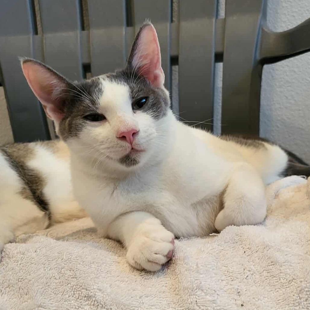 Bates, a Adoptable Domestic Short Hair in Leander, TX image 4/5