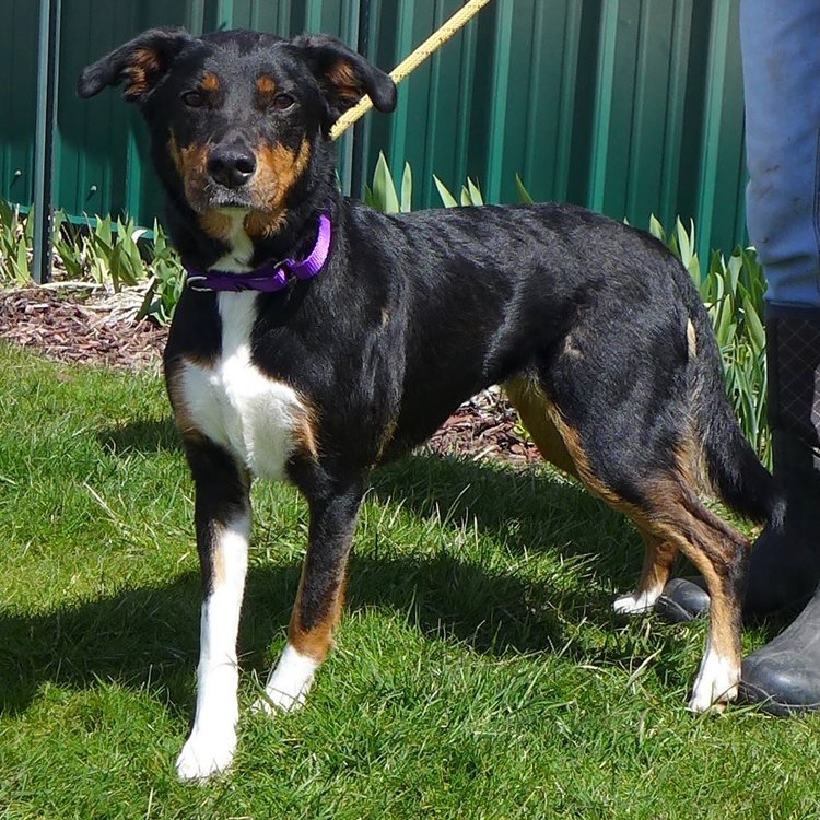 Dog for adoption PTH Bailey, a Labrador Retriever Mix in Batavia, NY