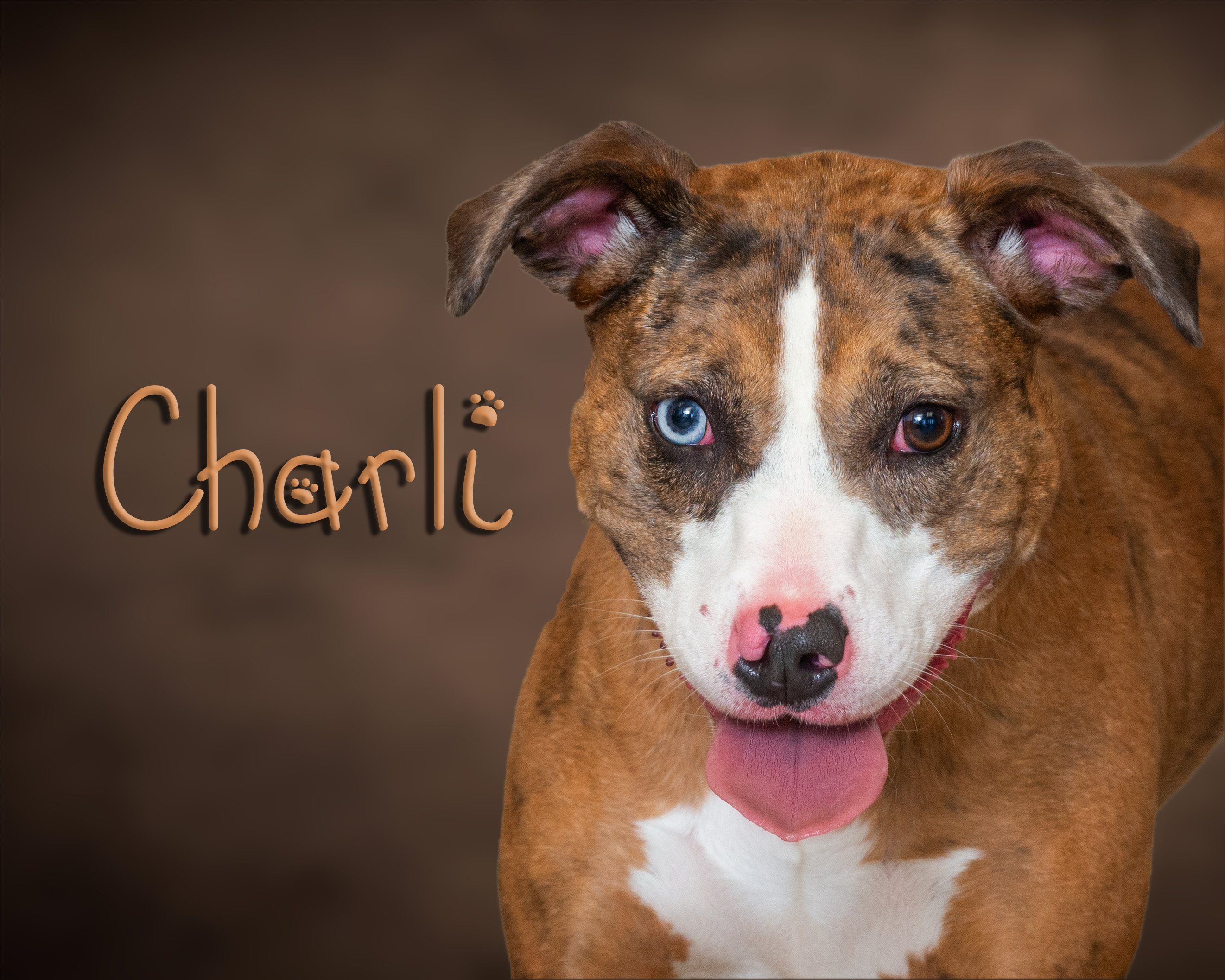 Enlarge Charli, a Adoptable Pit Bull Terrier in Somerset, PA image 1/1