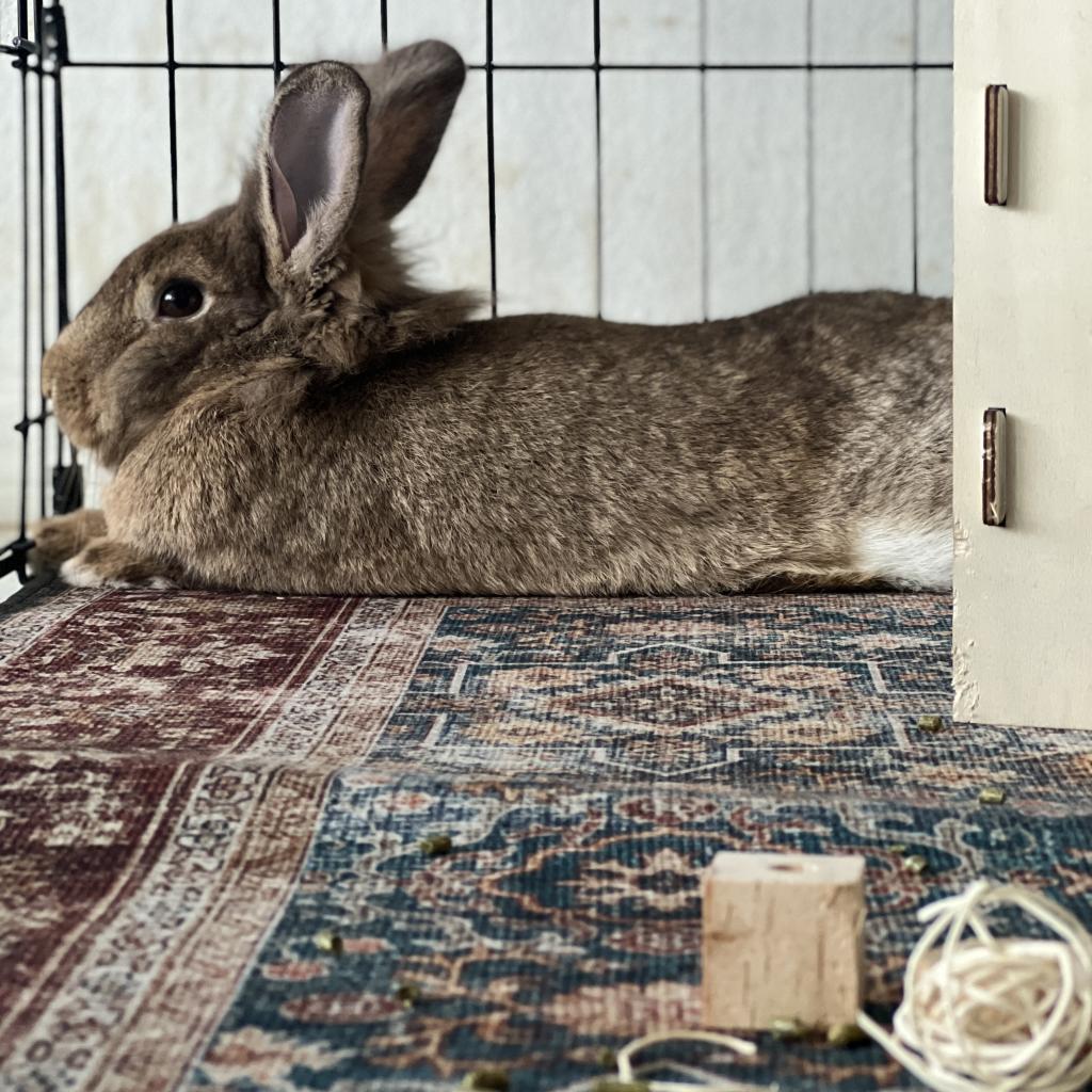 Sydney, Adoptable, Adult Female Lionhead.