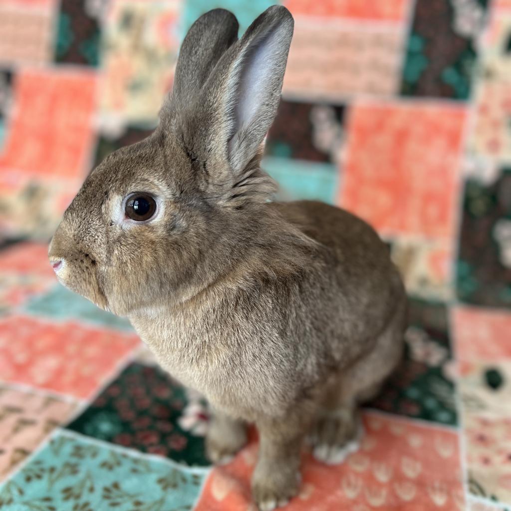 Enlarge Sydney, a Adoptable Lionhead in Miami, FL image 2/6