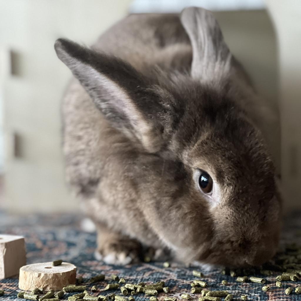 Enlarge Sydney, a Adoptable Lionhead in Miami, FL image 3/6