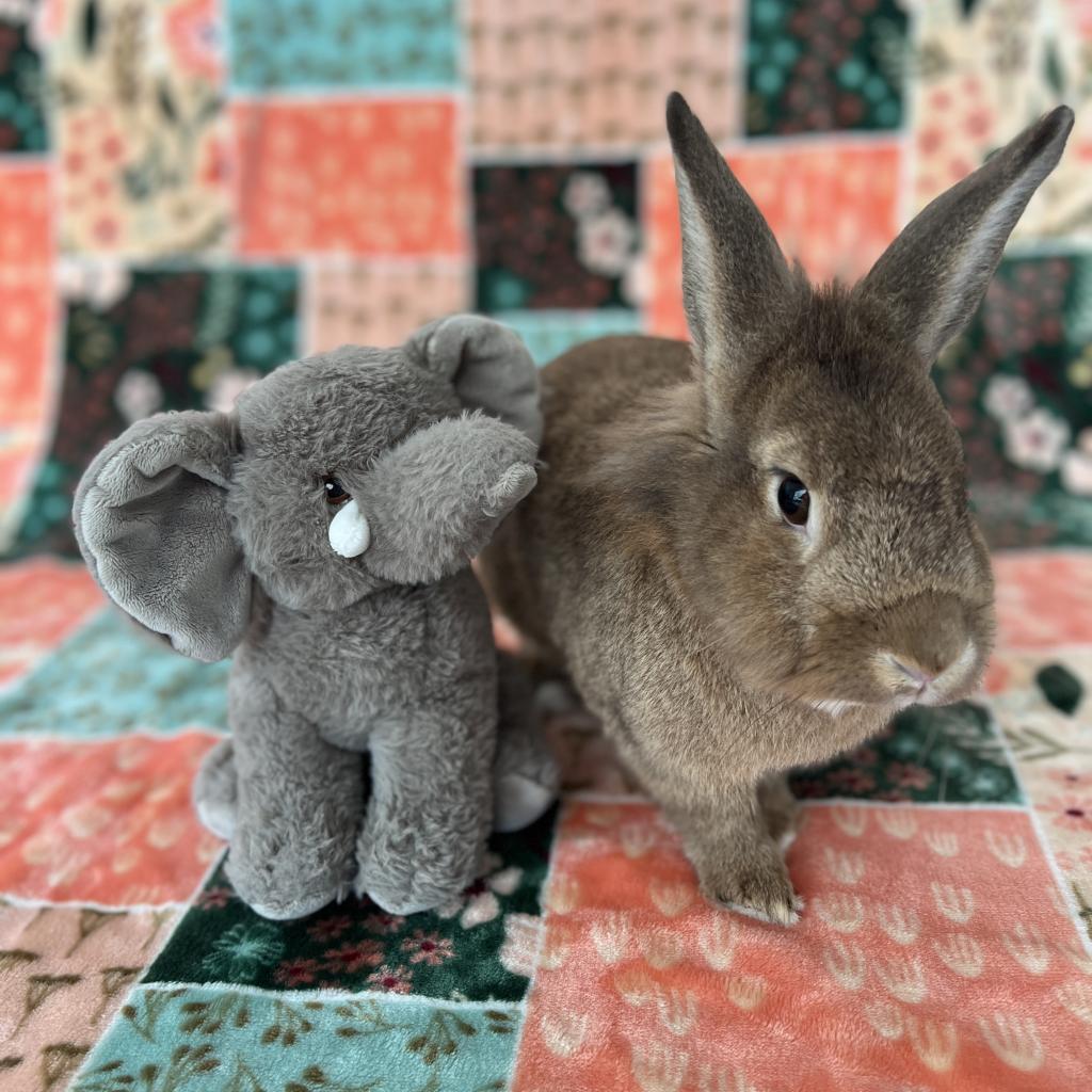 Enlarge Sydney, a Adoptable Lionhead in Miami, FL image 5/6