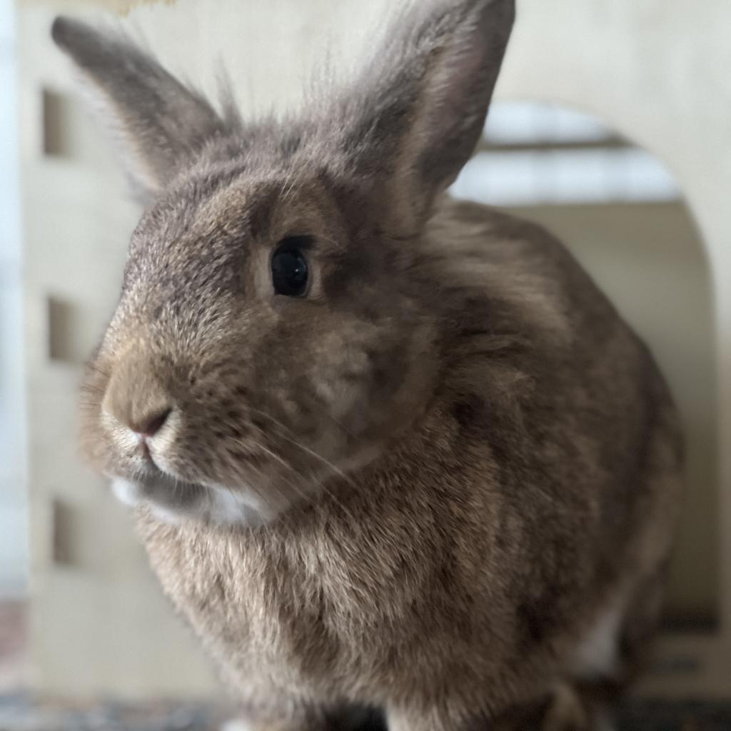 Enlarge Sydney, a Adoptable Lionhead in Miami, FL image 6/6