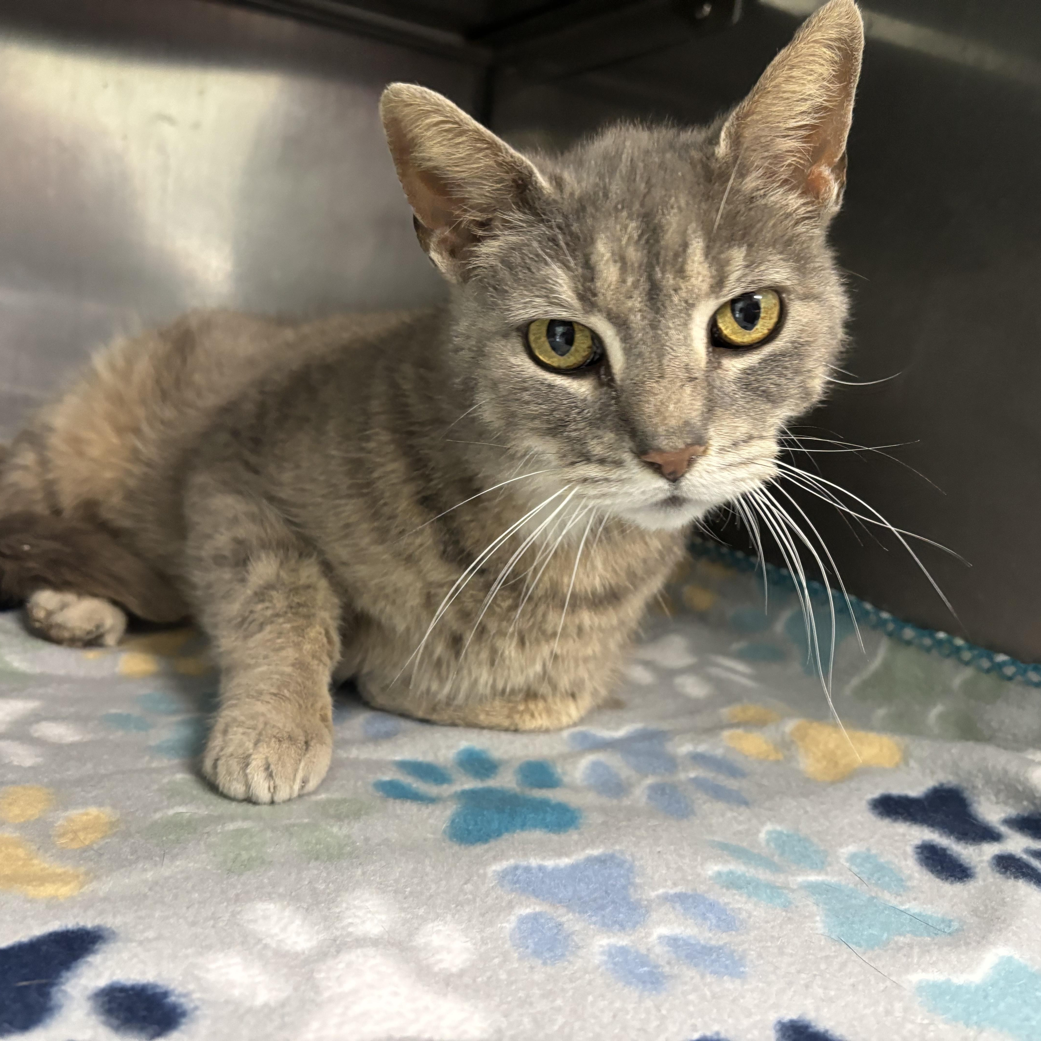 Atlas - Pet Supplies Plus, Lafayette, Adoptable, Adult Male Domestic Short Hair.