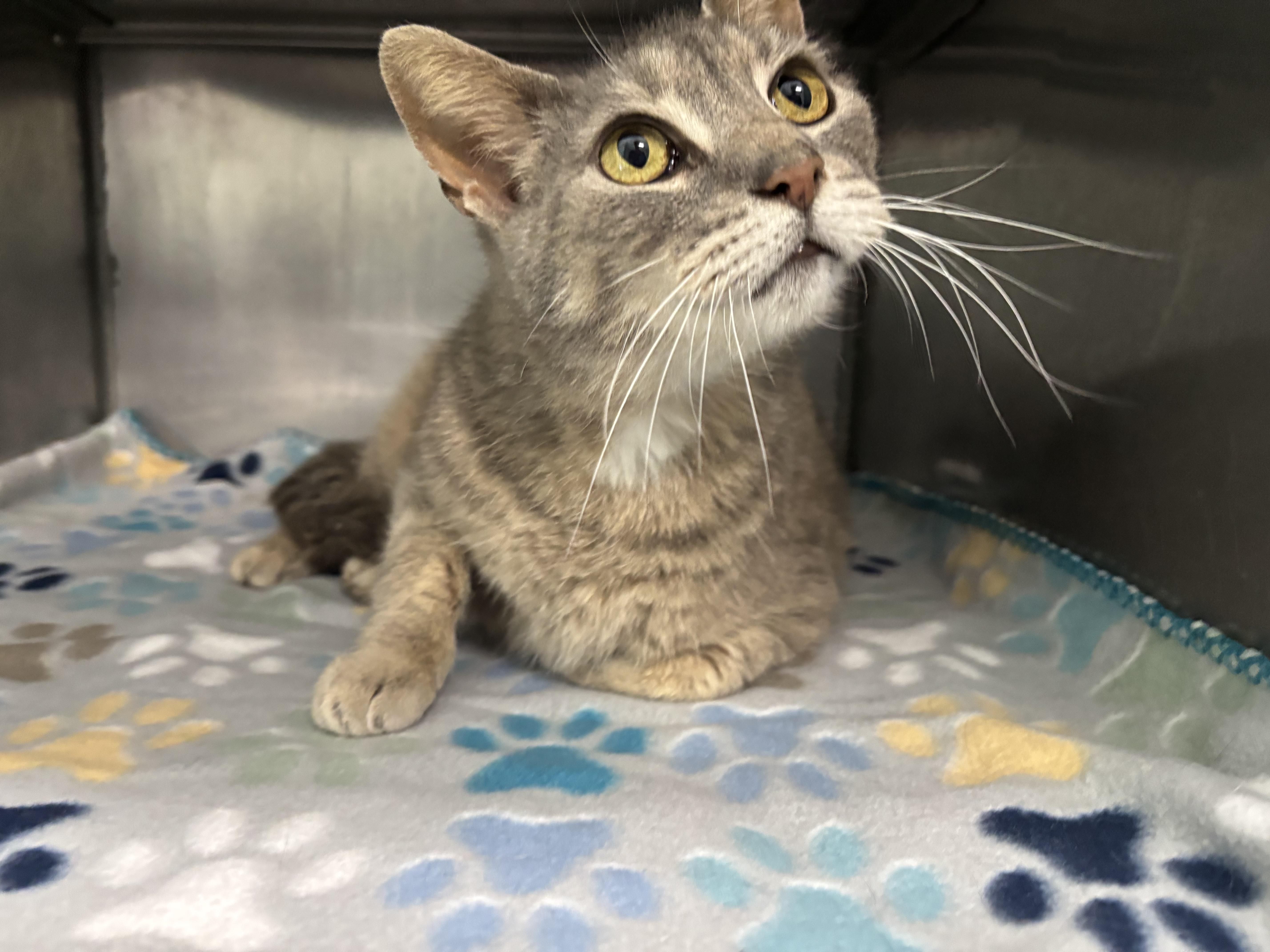 Enlarge Atlas - Pet Supplies Plus, Lafayette, a Adoptable Domestic Short Hair in Frankfort, IN image 2/3