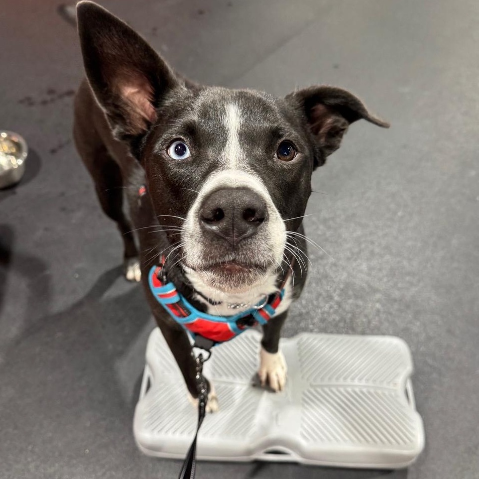 Pepito PetePete, Adoptable, Young Male American Staffordshire Terrier & Husky.