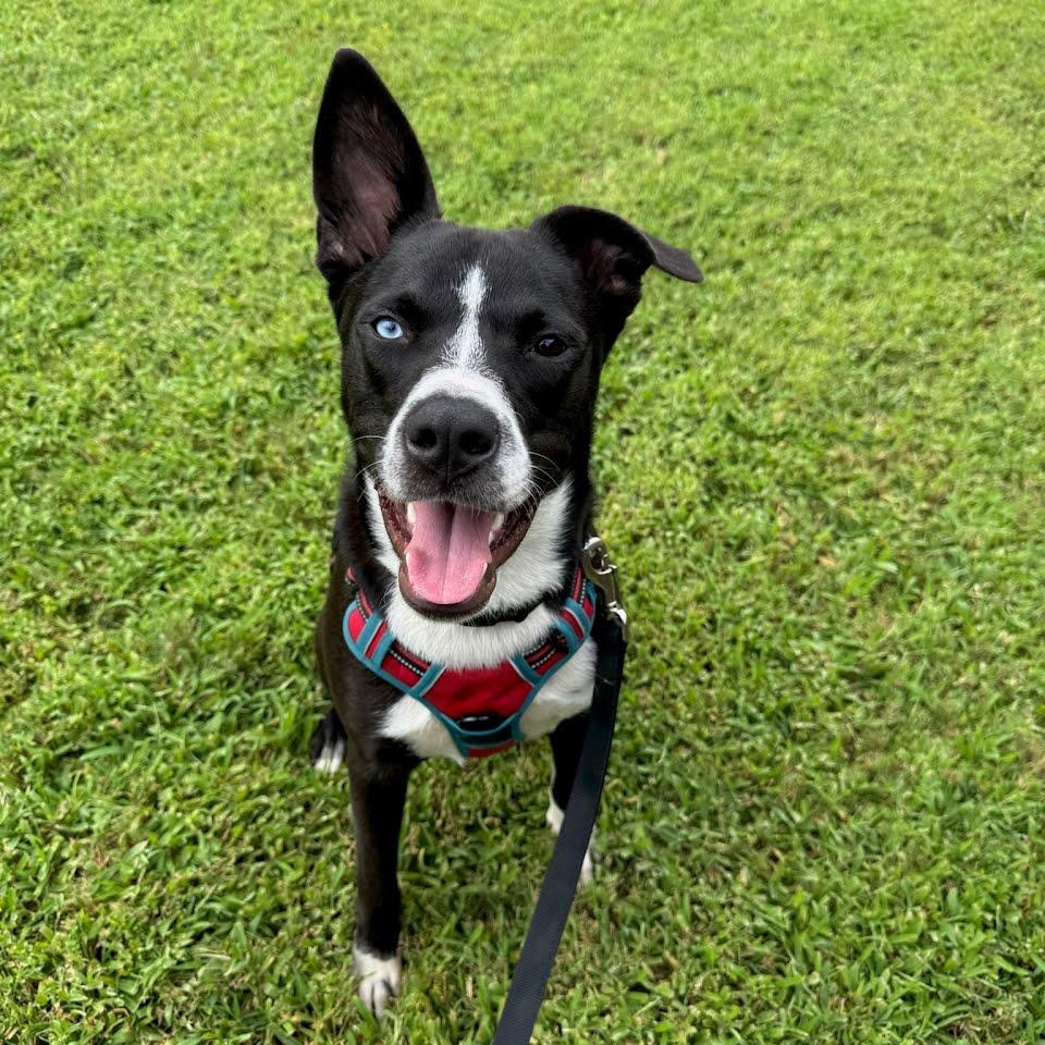 Enlarge Pepito PetePete, a Adoptable mixed breed in Concord, NC image 4/5