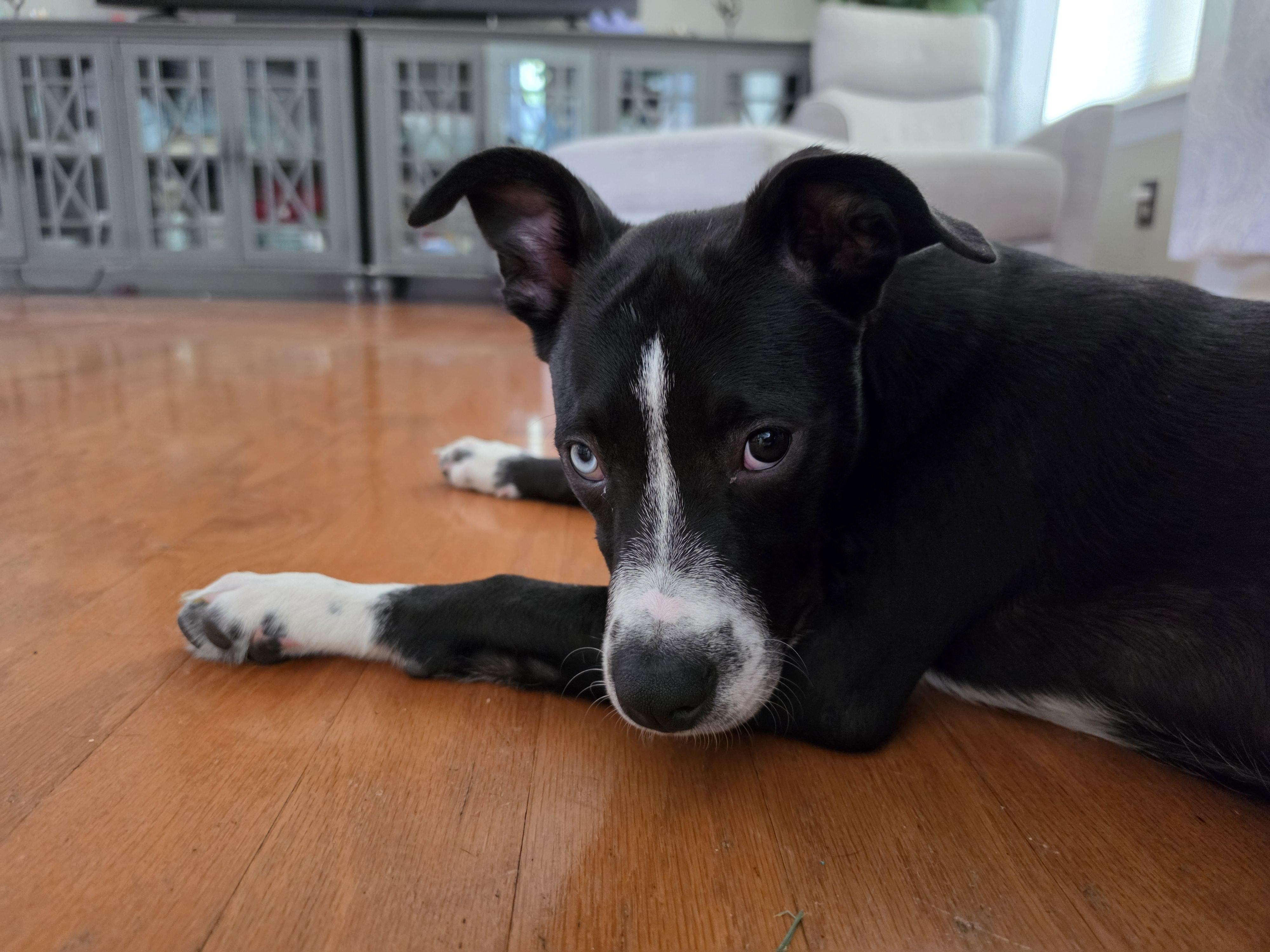 Enlarge Pepito, a Adoptable mixed breed in Concord, NC image 3/4