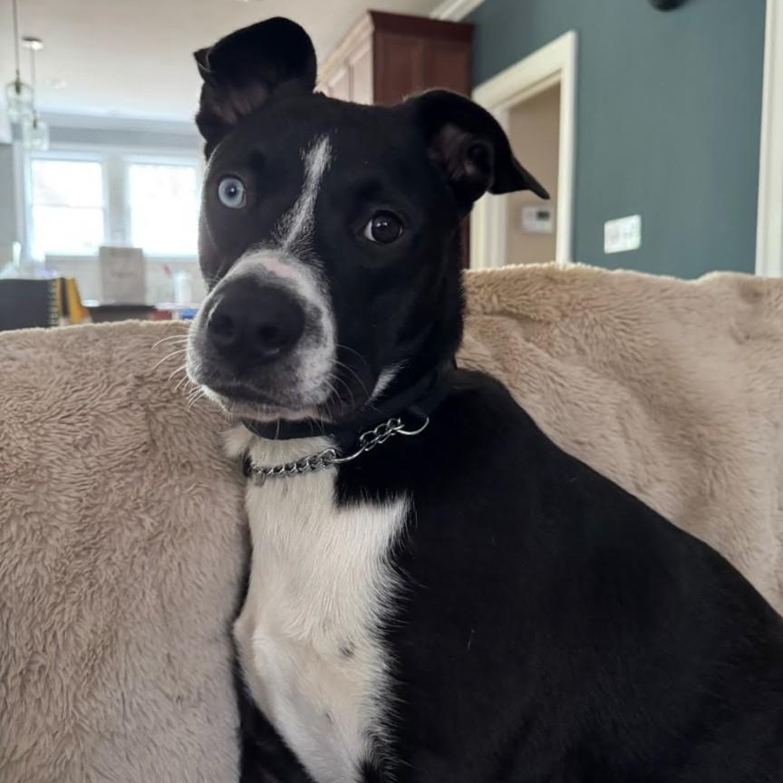 Enlarge Pepito PetePete, a Adoptable mixed breed in Concord, NC image 3/5