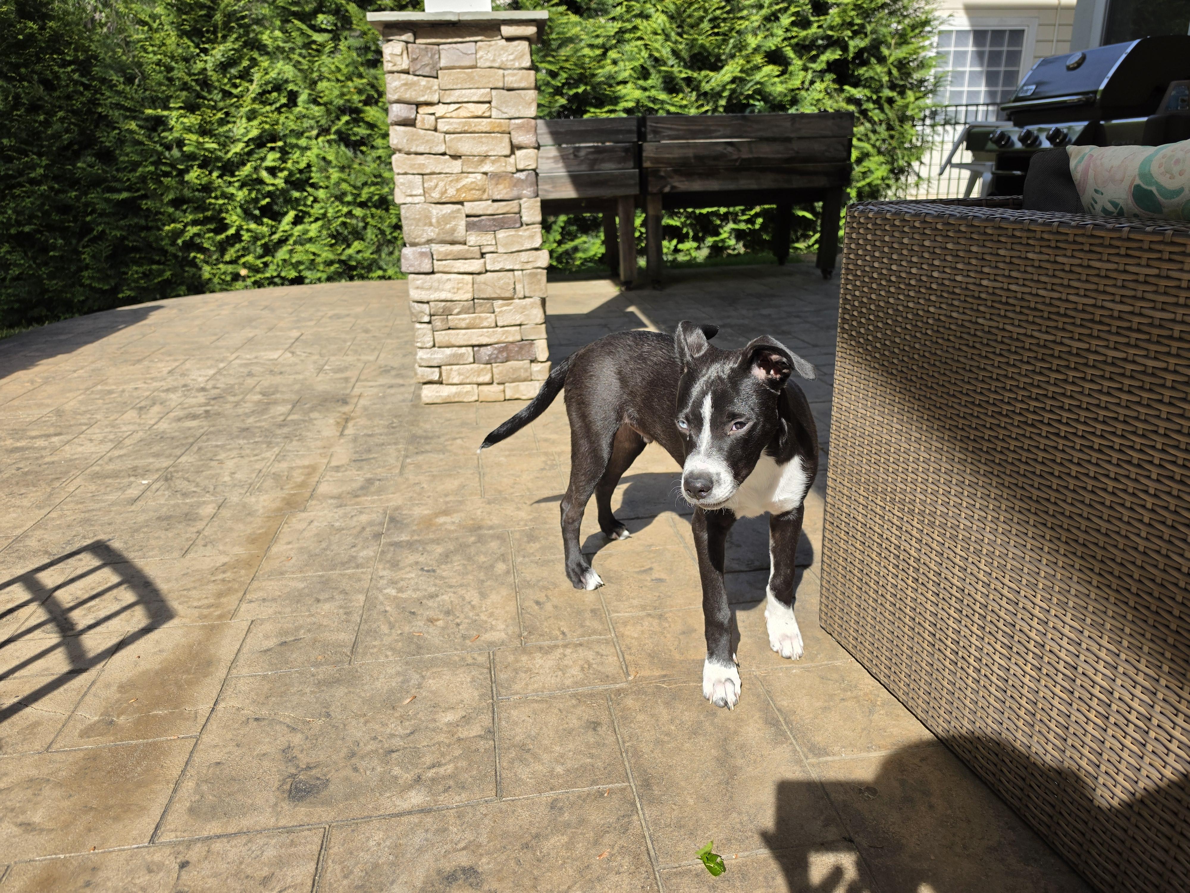 Enlarge Pepito, a Adoptable mixed breed in Concord, NC image 4/4