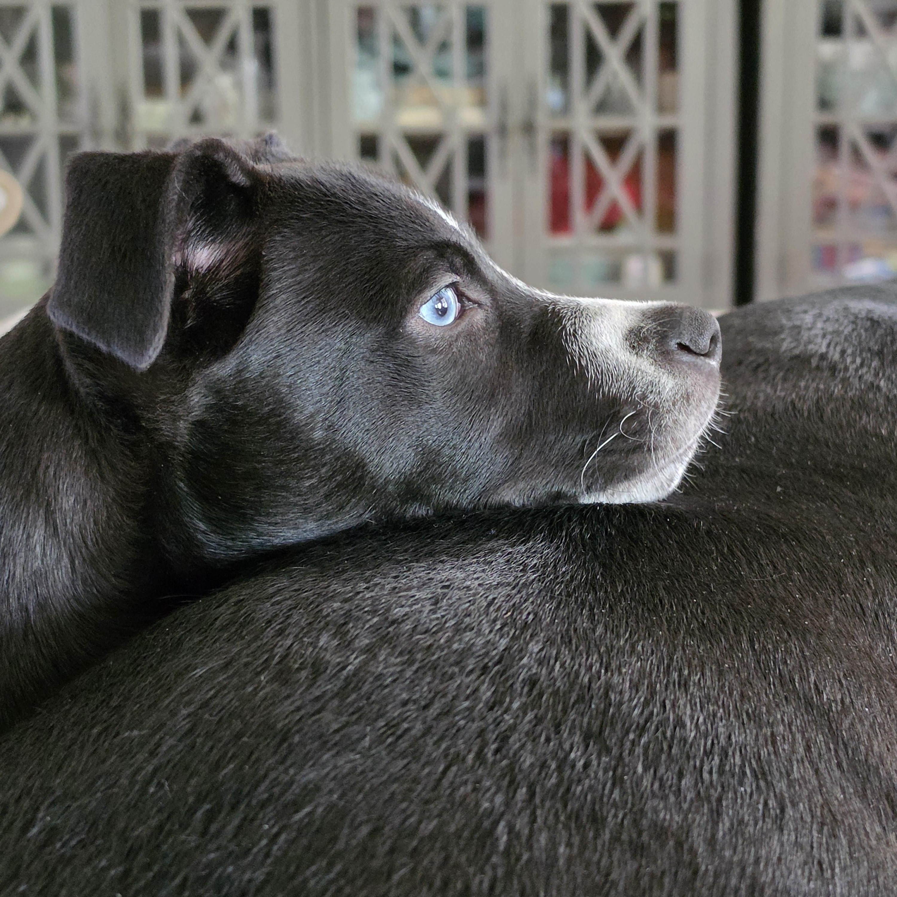 Enlarge Pepito, a Adoptable mixed breed in Concord, NC image 2/4